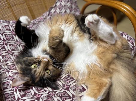 猫 猫の写真