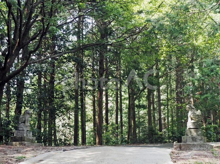 岡山県津山市　サムハラ神社　奥の宮　狛犬 サムハラ神社,奥の宮,狛犬の写真素材