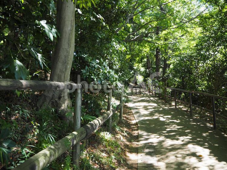 自然　木漏れ日　道 自然,木漏れ日,道の写真素材
