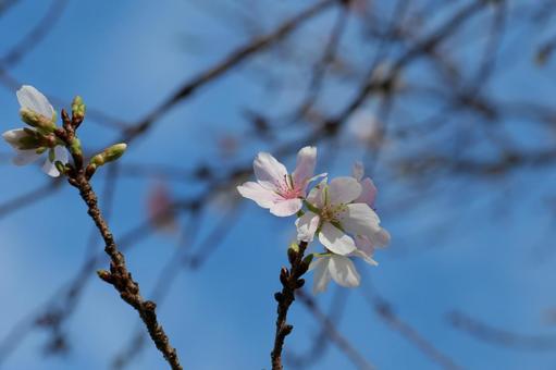 四季桜 四季桜の写真