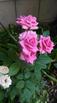 バラ バラの写真