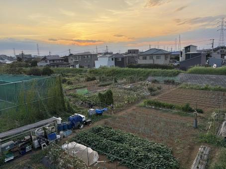 夕日と家庭菜園 夕日と家庭菜園 家庭菜園,景色,昼の写真素材