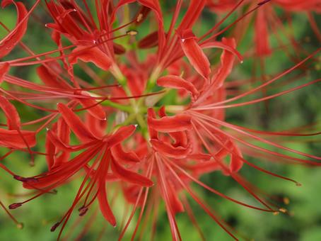 季節の花・彼岸花(曼珠沙華) 季節の花・彼岸花(曼珠沙華)の写真