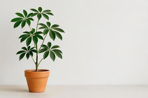 【観葉植物】シェフレラと白い壁2 【観葉植物】シェフレラと白い壁2の写真