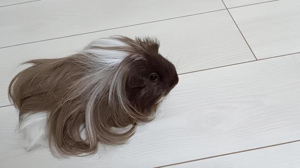 「誰か呼んでる？」長毛モルモット モルモット,ペット,動物の写真素材