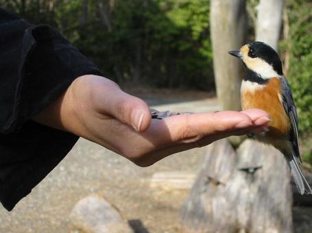 ヤマガラ ヤマガラの写真