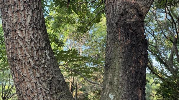夏の雑木林4 夏の雑木林4 雑木林,昆虫採集,木の写真素材