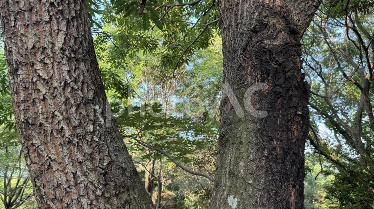 夏の雑木林４ 雑木林,昆虫採集,木の写真素材