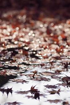 キラキラな水面の写真