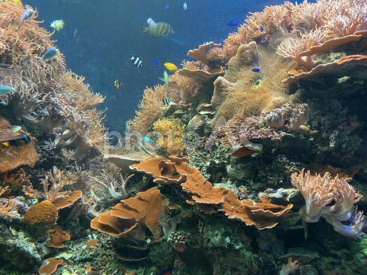 珊瑚の海 水中,魚,サンゴの写真素材