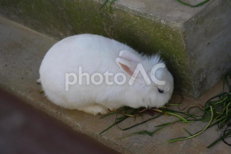 ウサギ小屋にいる1羽の白いうさぎ ウサギ小屋,1羽,白いの写真素材