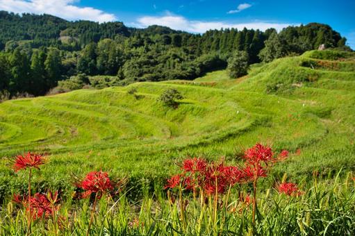 曼殊沙華と千枚田 曼殊沙華と千枚田 千葉県,千枚田,彼岸花の写真素材