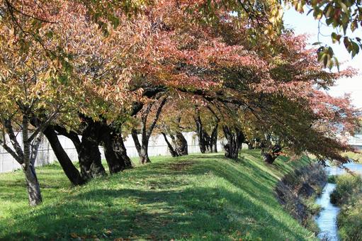 紅葉の小川 紅葉の小川の写真
