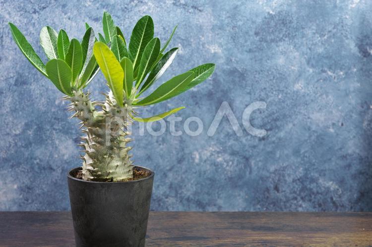 青のパキポディウム 観葉植物,パキポディウム,鉢の写真素材