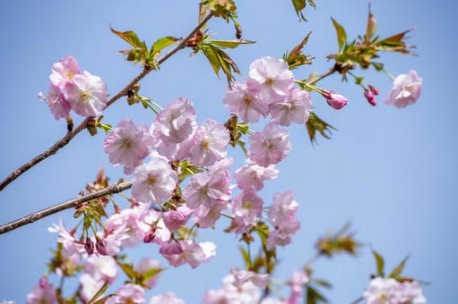 満開の八重桜 満開の八重桜 桜,八重桜,枝の写真素材