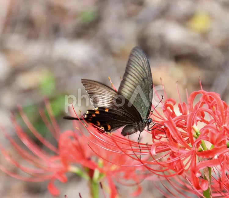 道端に咲く彼岸花にアゲハチョウが止まる アゲハ蝶,ヒガンバナ,曼珠沙華の写真素材