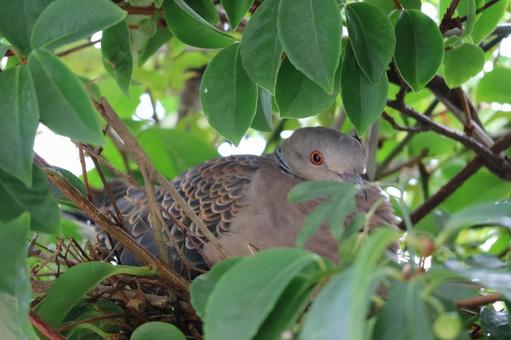 緑の葉に隠れるキジバト 鳥,キジバト,鳩の写真素材