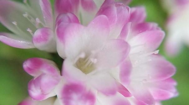 「ままこのしりぬぐい」の花 「ままこのしりぬぐい」の花 ママコノシリヌグイ,タデ科,タデの写真素材