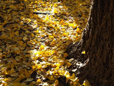 黄色の絨毯 イチョウ,秋,季節の写真素材