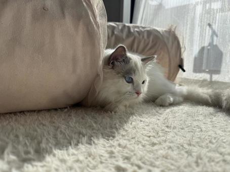 日差しを浴びるラグドールの子猫 猫,ペット,かわいいの写真素材