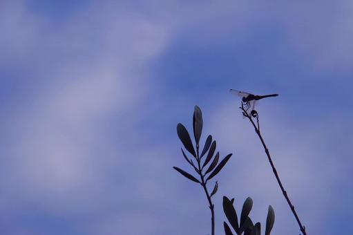 オリーブの枝のとまるトンボのシルエット シルエット,トンボ,オリーブの写真素材