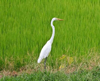首を伸ばすダイサギ 首を伸ばすダイサギ ダイサギ,サギ,鷺の写真素材