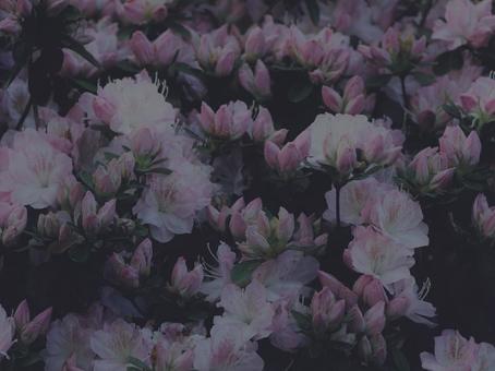 躑躅 [低彩度]版 縦横4:3 躑躅,つつじ,ツツジの写真素材