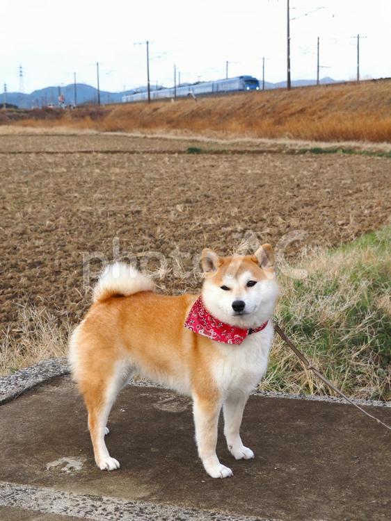 いつもの散歩道で休憩中のゆず 柴犬,犬,日本犬の写真素材