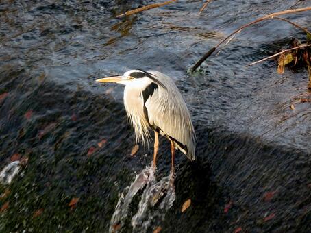 川中の斜面で獲物を待つアオサギ アオサギ,鳥,野鳥の写真素材