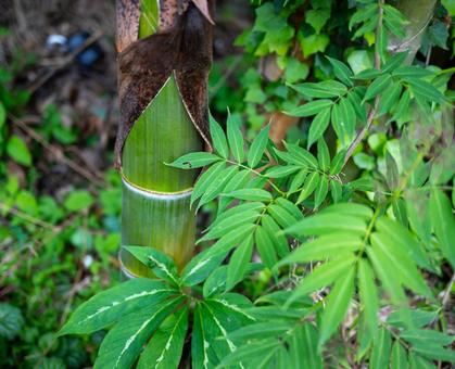 竹 竹 竹,山,植物の写真素材