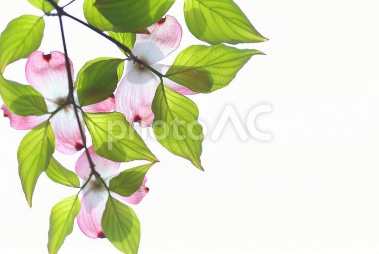 ハナミズキ　花水木ピンクの花 ハナミズキ,花水木,はなみずきの写真素材