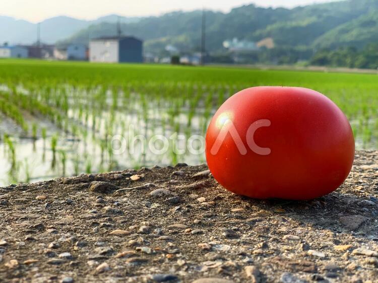 田んぼとトマト 自然,フード,夏の写真素材