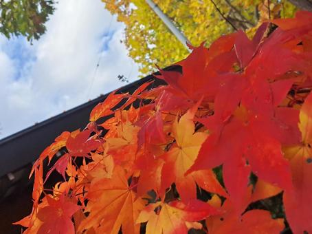 紅葉1 紅葉1 秋,紅葉,もみじの写真素材