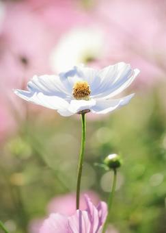 白い秋桜の肖像画の写真