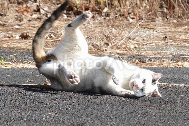 激しく転がるシロキジ猫 ネコ,保護猫,ニャンコの写真素材