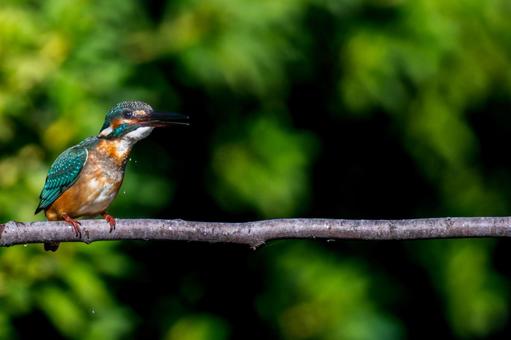 Kingfisher perched on a branch, copy space, kingfishers, wild bird, bird, JPG