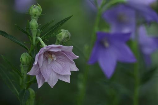 Photo, campanulaceae, flower, bellflower family, 