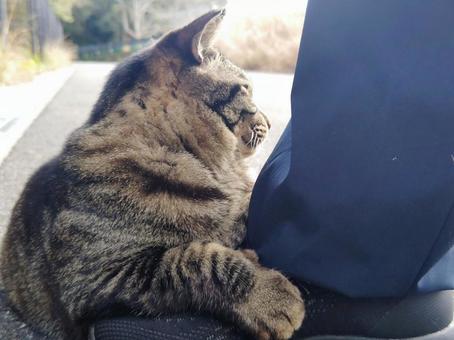 甘えん坊な猫 甘えん坊な猫の写真