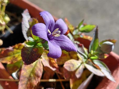 キキョウ 花,紫の花,紫の写真素材