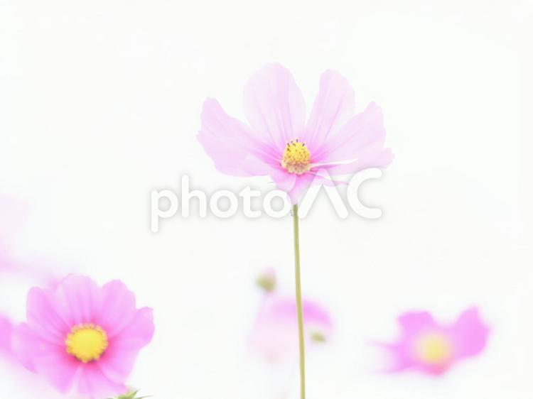 ハイキーソフトフォーカス白背景のコスモス コスモス,花,ピンクの写真素材