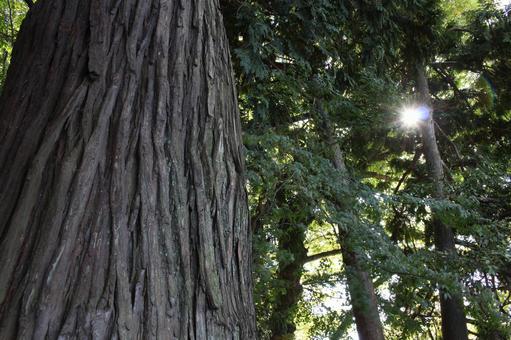 Miki Oki 002, large tree, big tree, wood, JPG