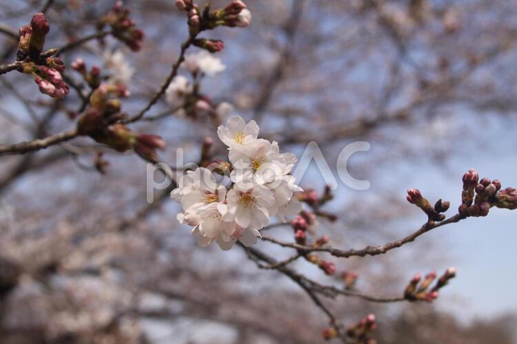 桜の木 桜,木,つぼみの写真素材