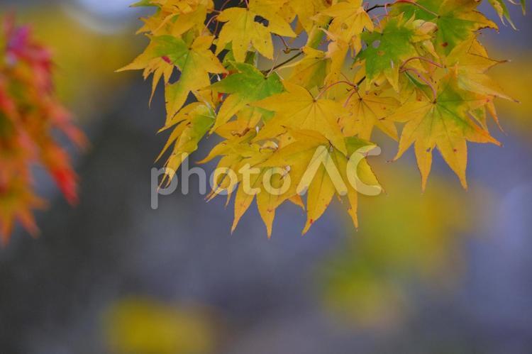 鮮かな黄色に染まったモミジの紅葉 風景,紅葉,モミジの写真素材