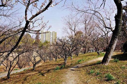 梅の咲き始めた公園 梅,白梅,ピンクの写真素材