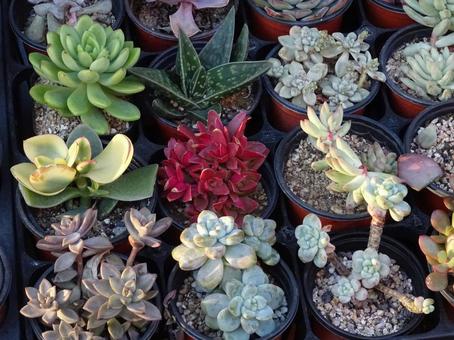 色とりどりの多肉植物 色とりどりの多肉植物 多肉植物,色とりどり,紅葉の写真素材