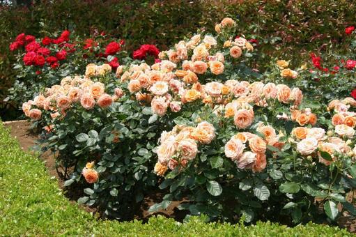 バラ・薔薇 咲く風景 バラ・薔薇 咲く風景の写真