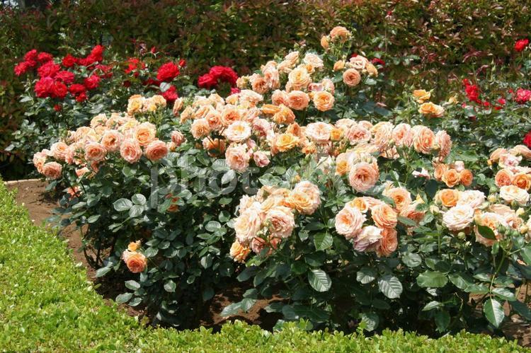 バラ・薔薇　咲く風景 バラ,壁紙,ロマンチックの写真素材