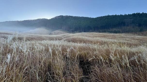仙石原すすき草原 仙石原すすき草原,すすき,青空の写真素材