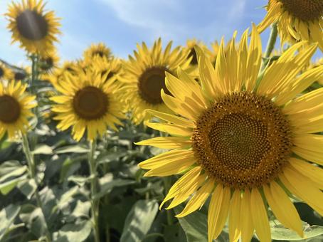 ひまわり2 ひまわり2 ひまわり,向日葵,花の写真素材