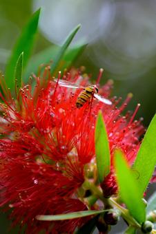 ブラシノキ ブラシノキの写真